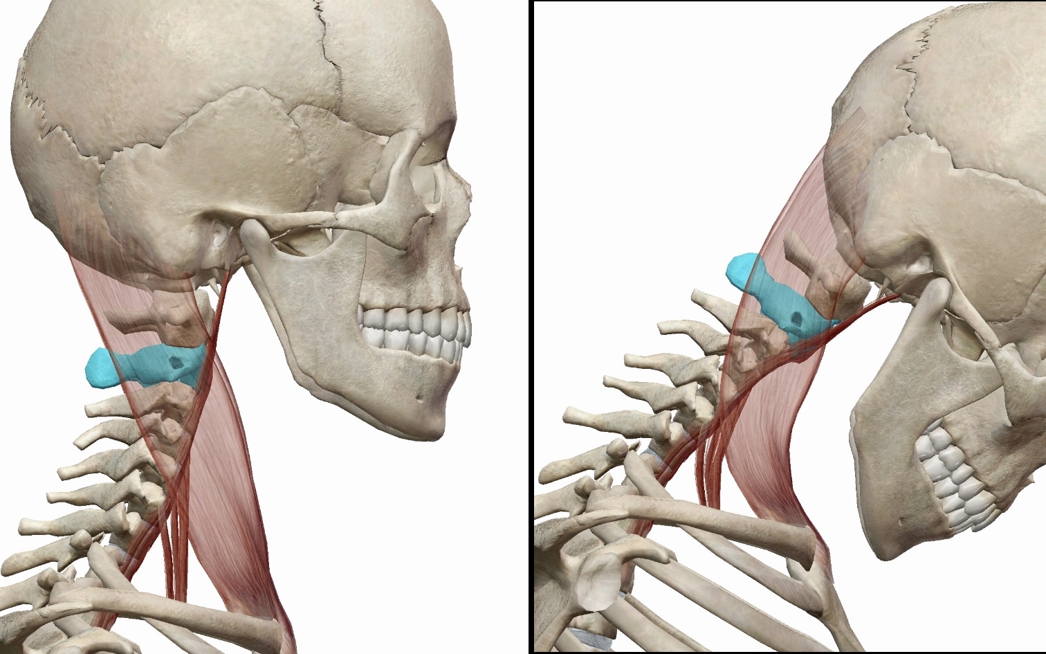 下を向いた際の第二頸椎の動きの図