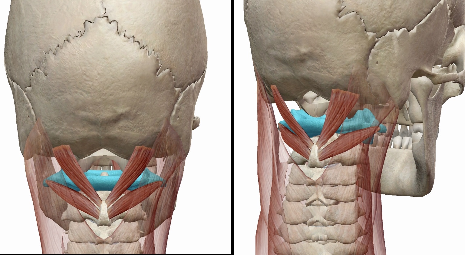 左右を向いた際の第一頸椎の動き方の図