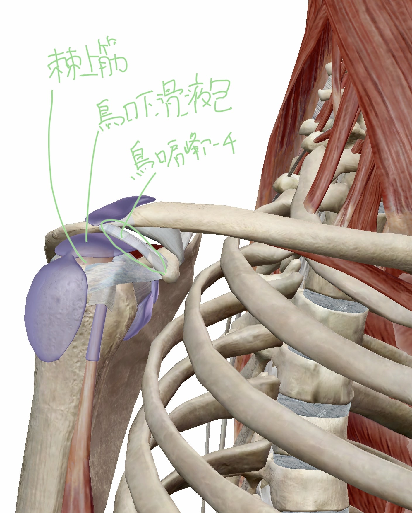棘上筋と烏口下滑液包と烏口肩峰アーチの位置関係の図