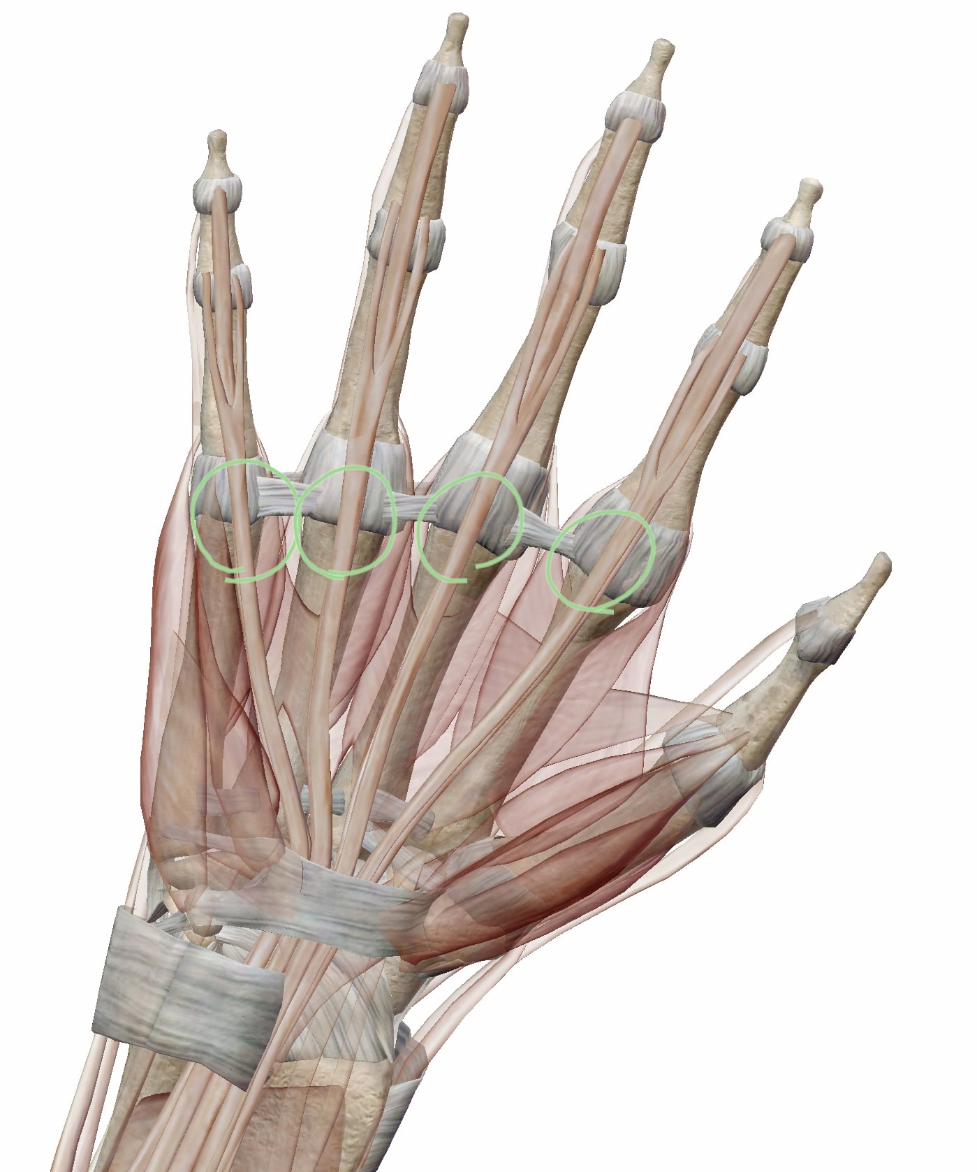 ばね指が起こる第三関節の手のひら側の図