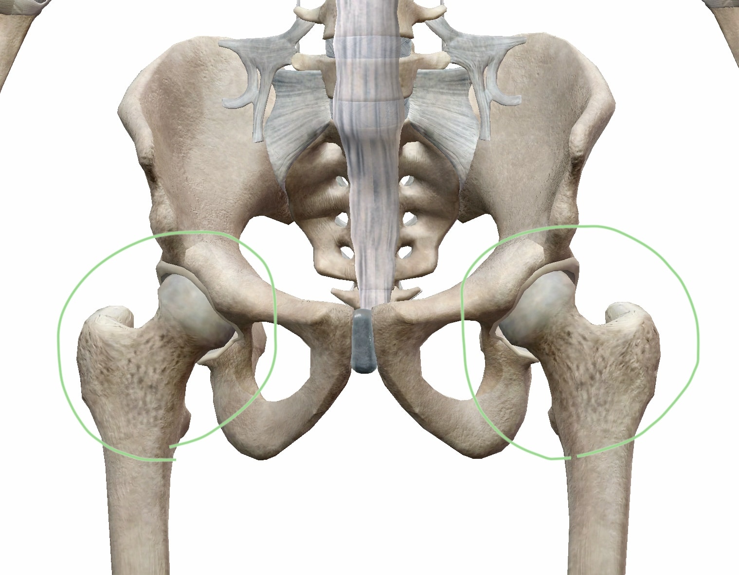 股関節の位置関係の図
