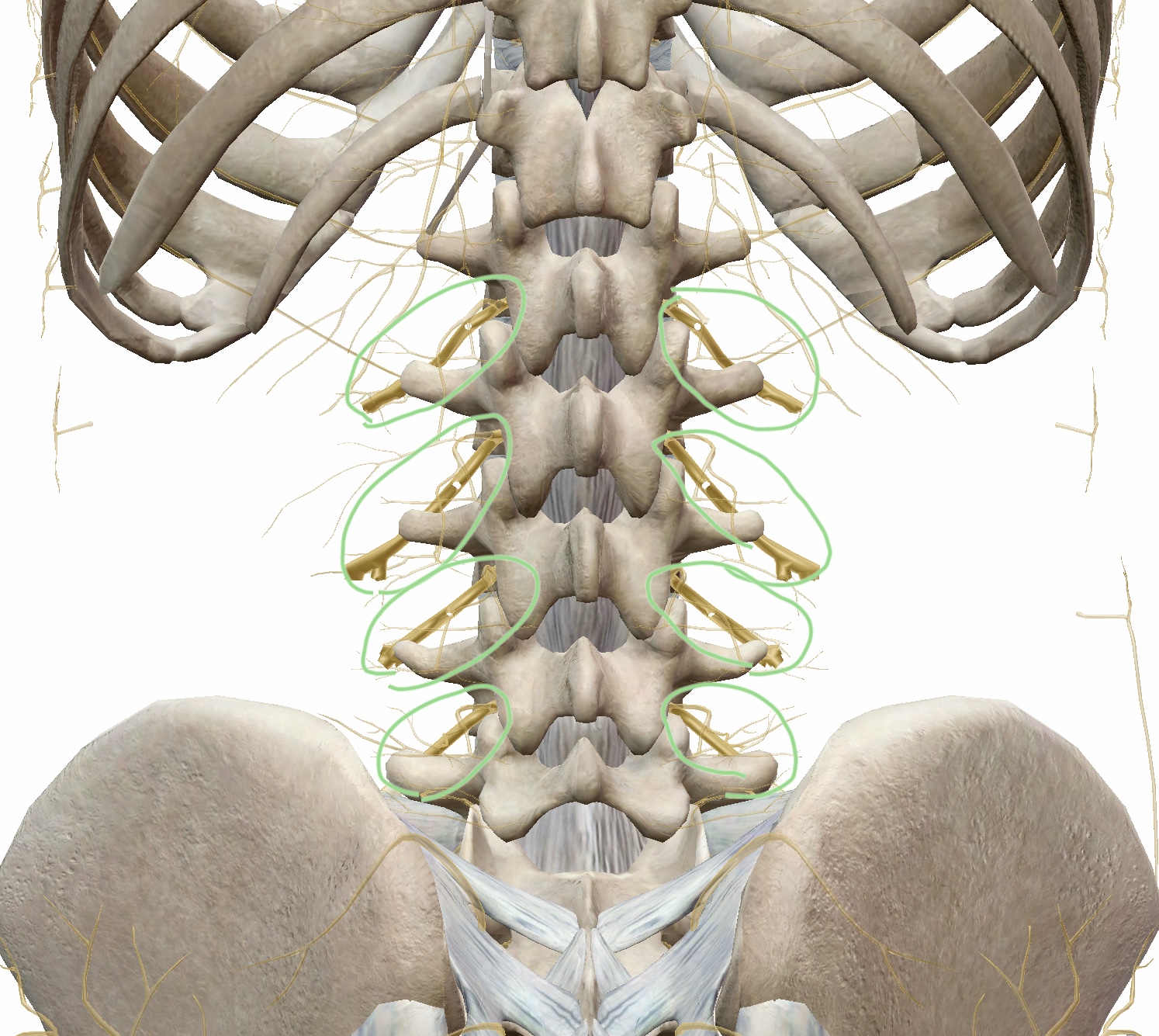 背骨と脊髄神経の図