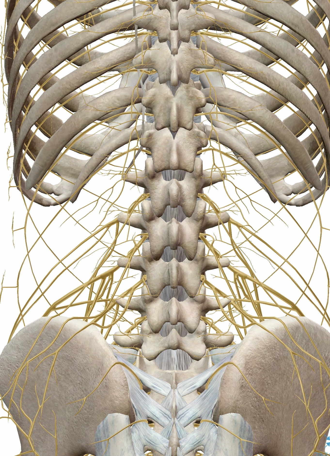 背骨と神経の図