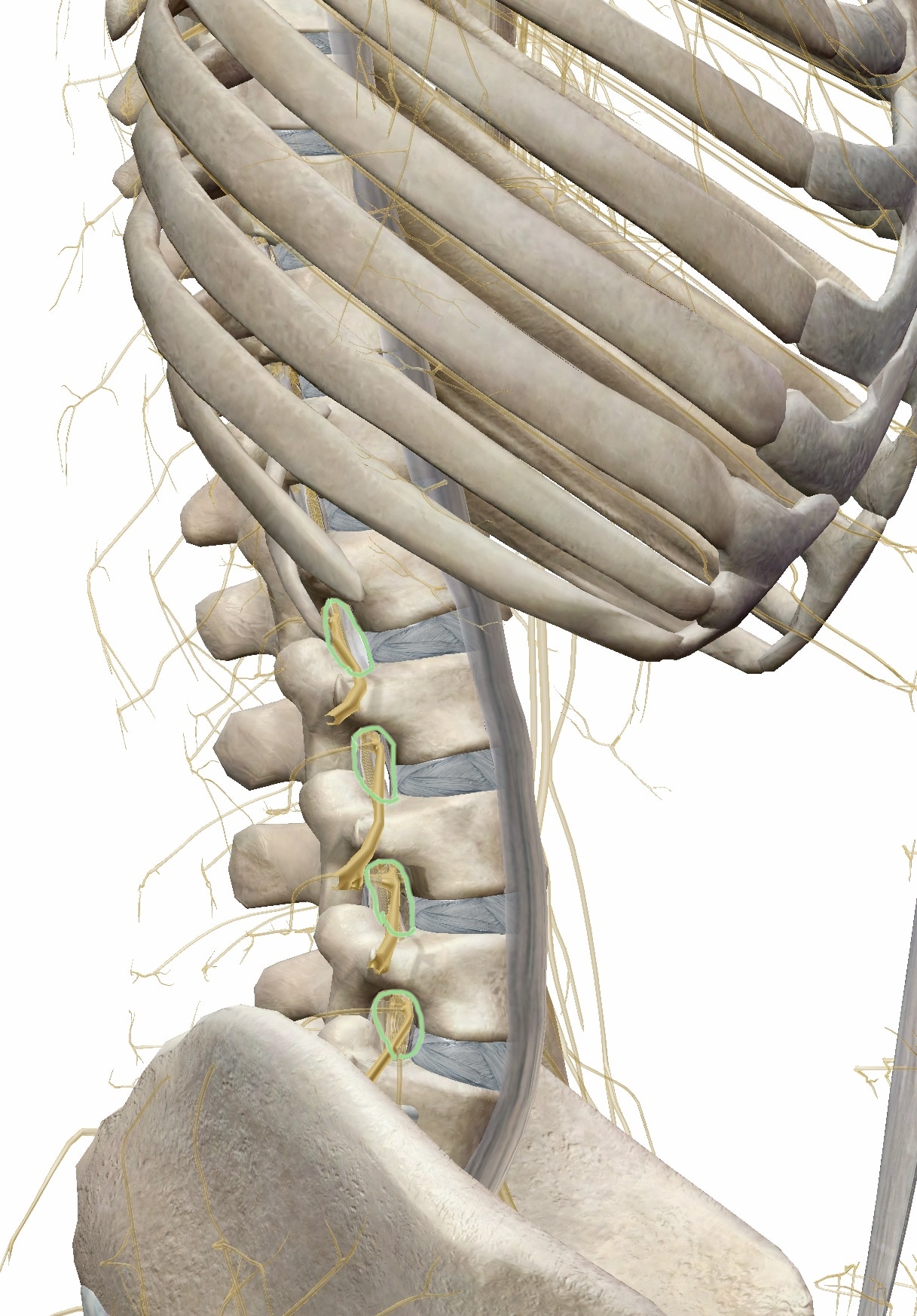 背骨と脊髄神経の側面図