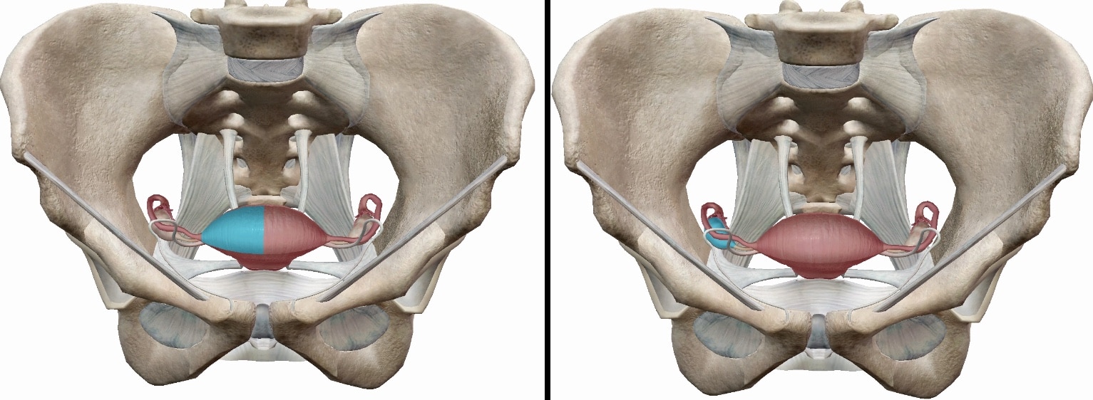 骨盤と子宮、骨盤と卵巣の位置関係の図