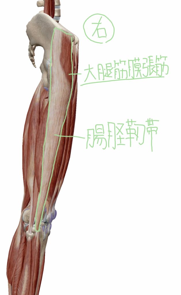 大腿筋膜張筋・腸脛靭帯の位置を横から見た図