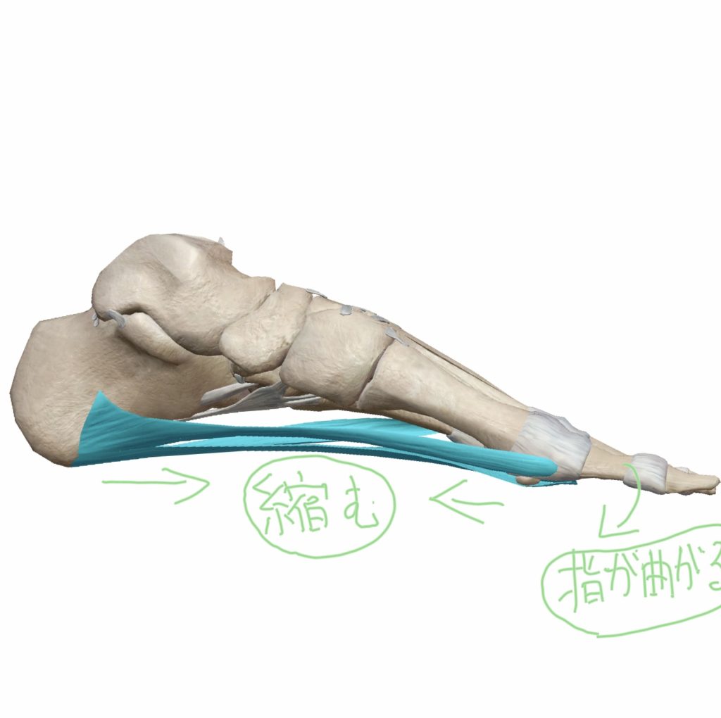 足の指を曲げた際の足底筋膜・足底腱膜の状態の図