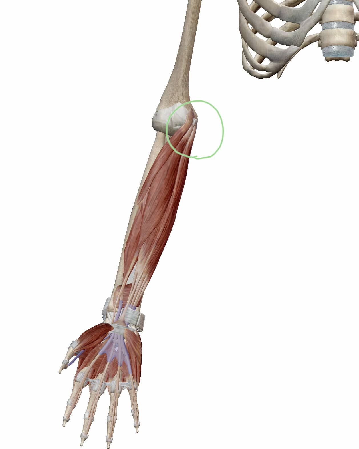 ゴルフ肘（上腕骨内側上顆炎）と関係する筋肉の位置関係の図