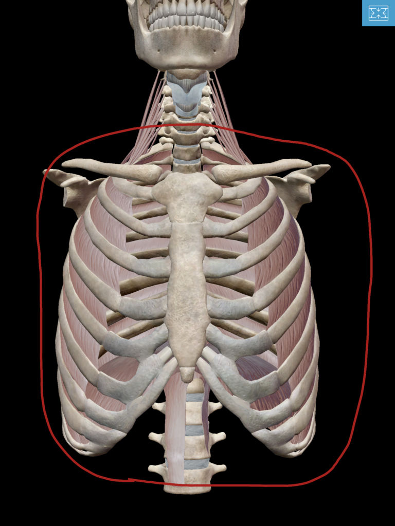 胸郭の前面図