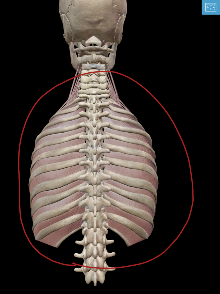 胸郭の後面図