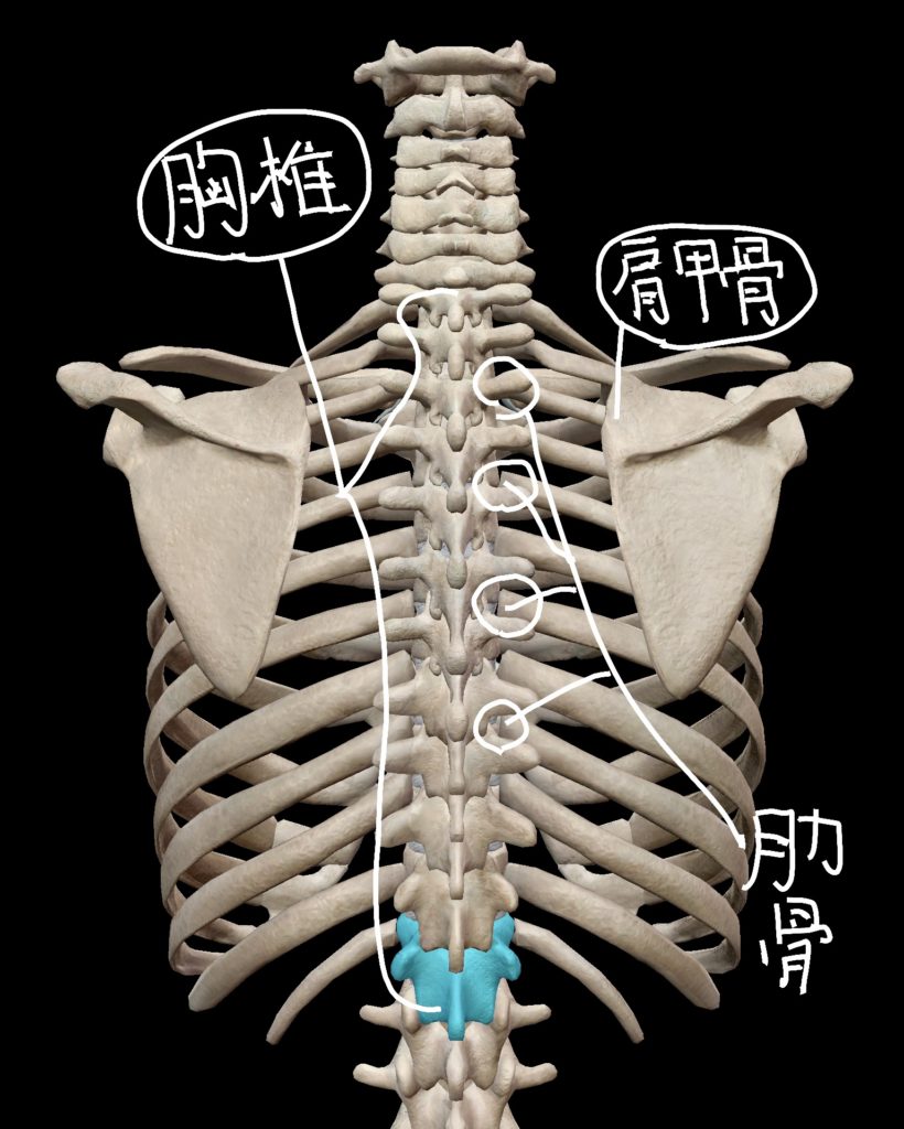 胸椎・肩甲骨・肋骨の位置関係