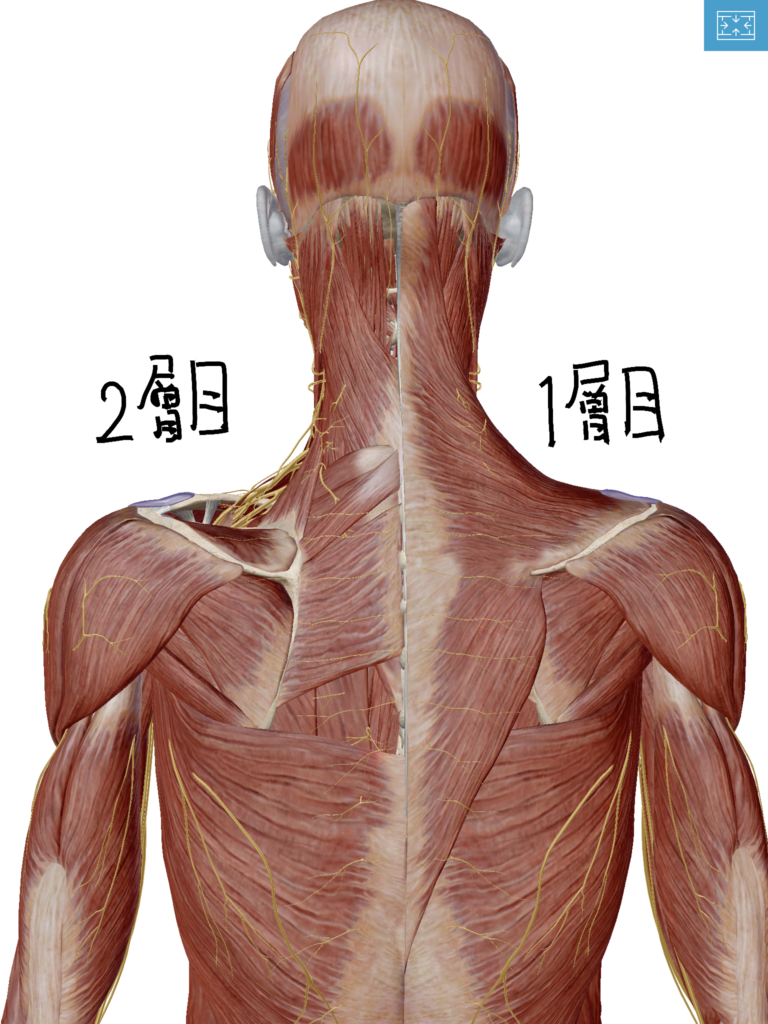 背部筋肉の図