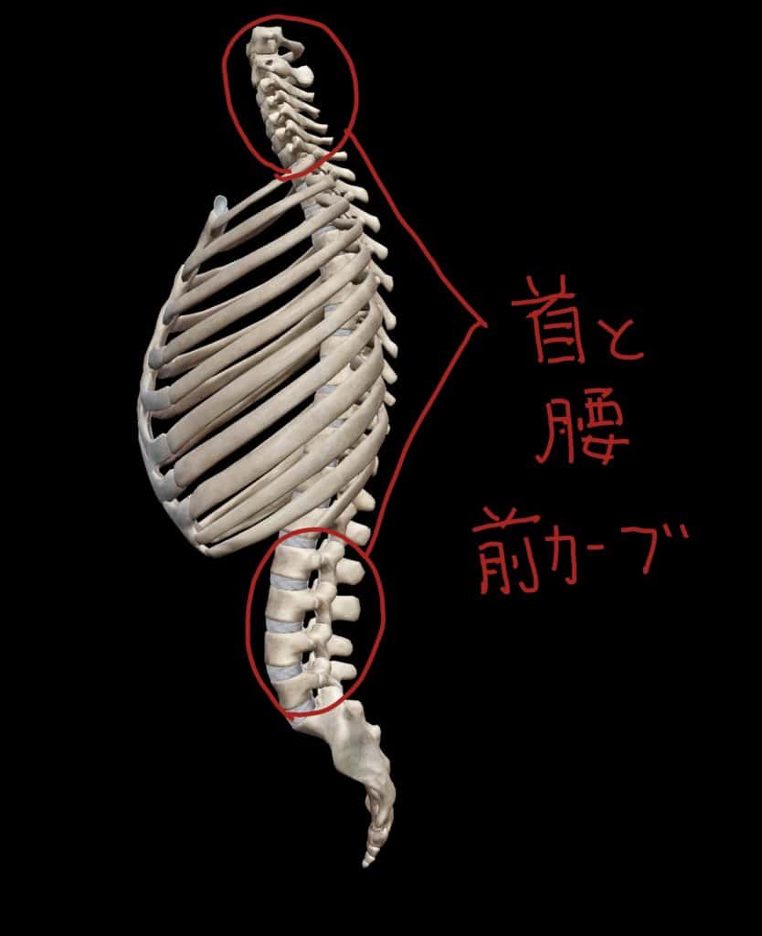 頸椎と腰椎の前カーブ