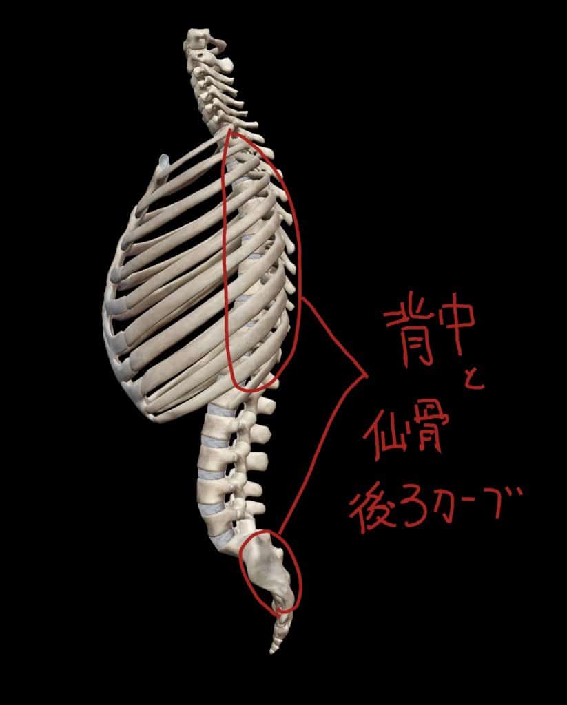 胸椎と仙骨の前カーブ