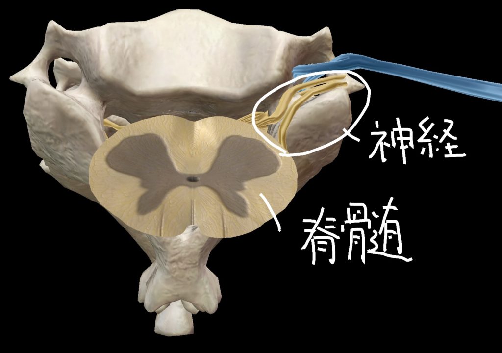 頸椎を上から見た際の脊髄・脊椎神経の位置関係図