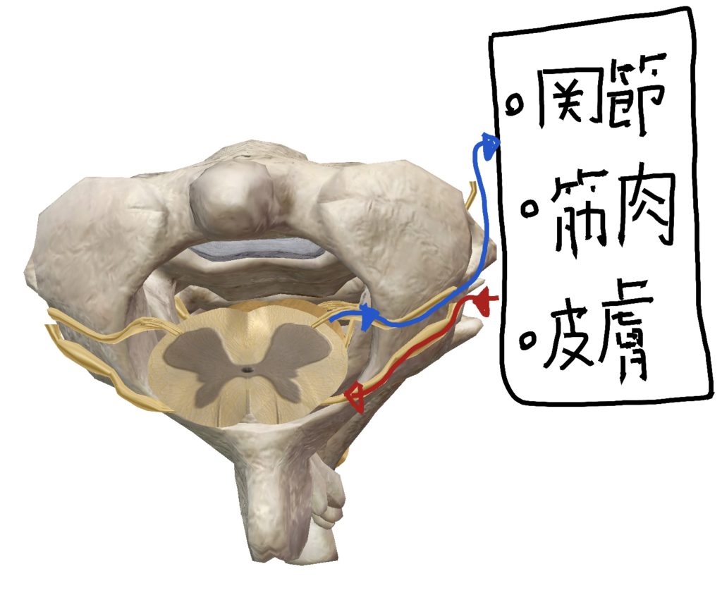椎骨と脊髄、脊椎神経の図