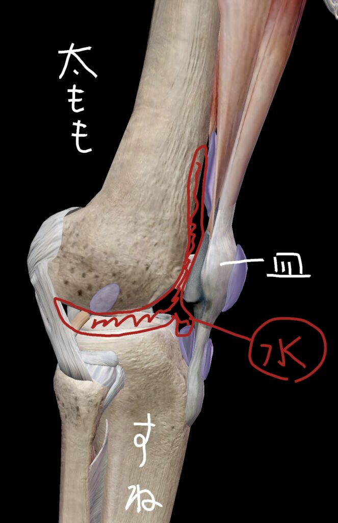 膝の側面図